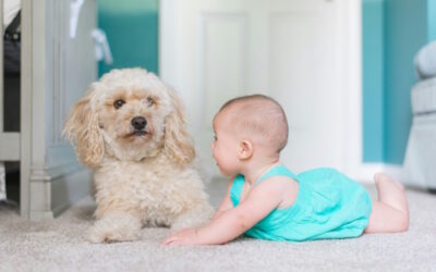 When Should a Carpet Be Replaced or Cleaned?