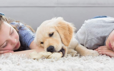 Eliminate Carpet Cleaning Woes In Plainfield, Naperville, Aurora, Bollingbrook