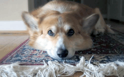 How to Keep Your Carpets Clean With Pets