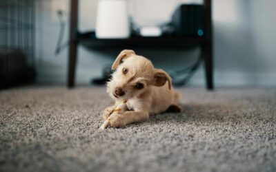 Why Regular Carpet and Rug Cleaning Is Essential for Plainfield Homes