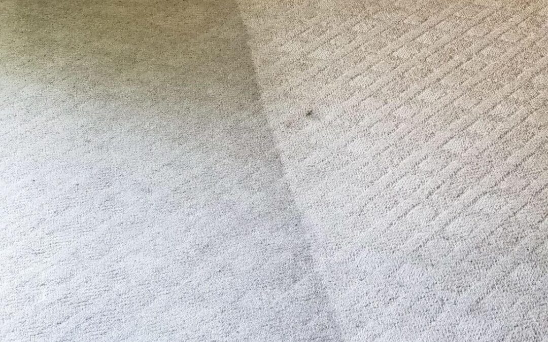 Fresh Floors, Healthier Homes | Professional Carpet Cleaning in Plainfield, Bolingbrook, Oswego, Naperville & Aurora